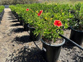 Hibiscus × rosa-sinensis 'Santana'