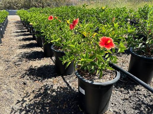Hibiscus × rosa-sinensis 'Santana'