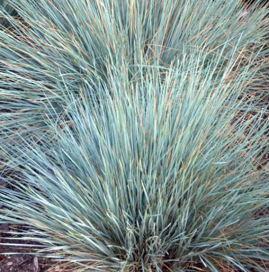 Helictotrichon sempervirens 'Sapphire'