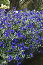 Caryopteris × clandonensis 'Sapphire Surf'