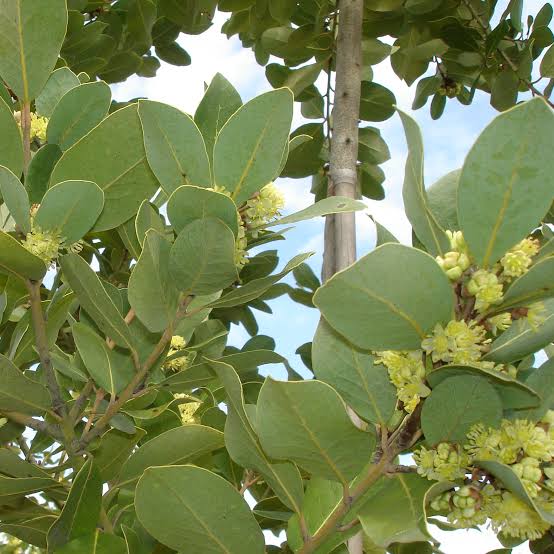 Laurus nobilis 'Saratoga' (multi-stem form)