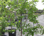 Prunus salicina 'Satsuma'