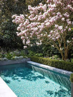 Magnolia × soulangeana