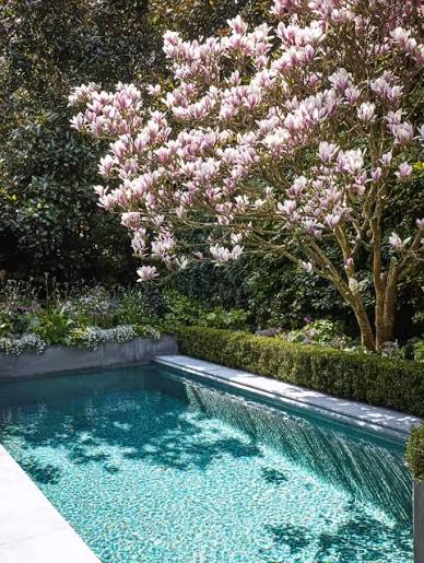 Magnolia × soulangeana