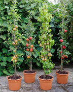 Malus domestica 'Scarlet Sentinel' (columnar form)