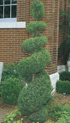 Juniperus chinensis 'Sea Green' (spiral form)