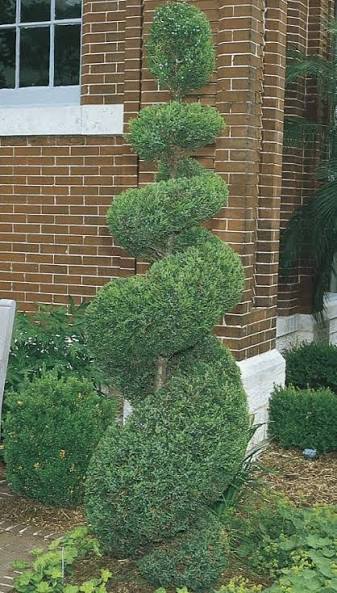 Juniperus chinensis 'Sea Green' (spiral form)