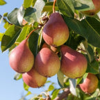 Pyrus communis 'Seckel'