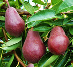 Pyrus communis 'Sensation Red Bartlett'