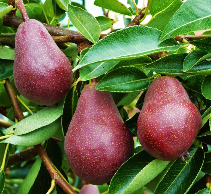 Pyrus communis 'Sensation Red Bartlett'