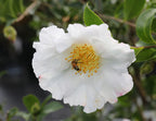 Camellia sasanqua 'Setsugekka'