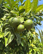 Citrus aurantium 'Seville' (column form)