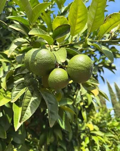 Citrus aurantium 'Seville' (column form)