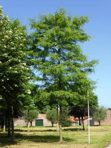 Gleditsia triacanthos 'Shademaster'