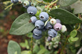 Vaccinium × 'Sharpblue'