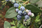 Vaccinium × 'Sharpblue'