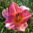 Hemerocallis 'Shell Pink'