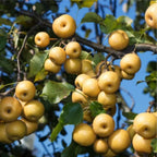 Pyrus pyrifolia 'Shinseiki'