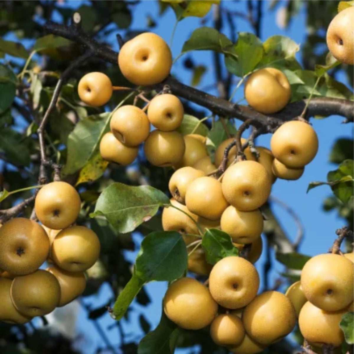 Pyrus pyrifolia 'Shinseiki'
