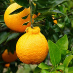 Citrus reticulata 'Shiranui'