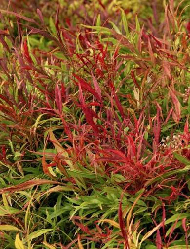 Nandina domestica 'Sienna Sunrise'
