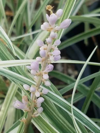 Liriope spicata 'Silver Dragon'