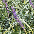 Liriope muscari 'Silvery Sunproof'