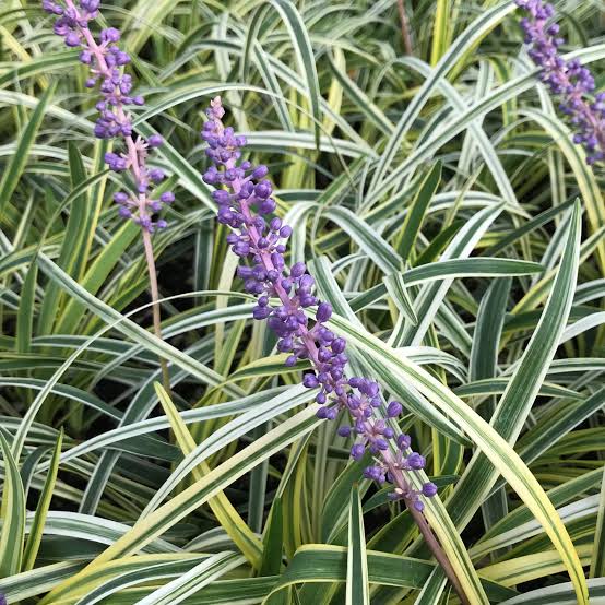 Liriope muscari 'Silvery Sunproof'