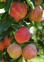 Malus domestica 'Simmons Gala'