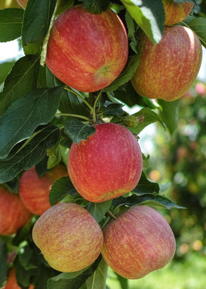 Malus domestica 'Simmons Gala'
