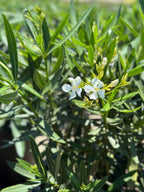 Nerium oleander 'Sister Agnes' (multi-stem form)