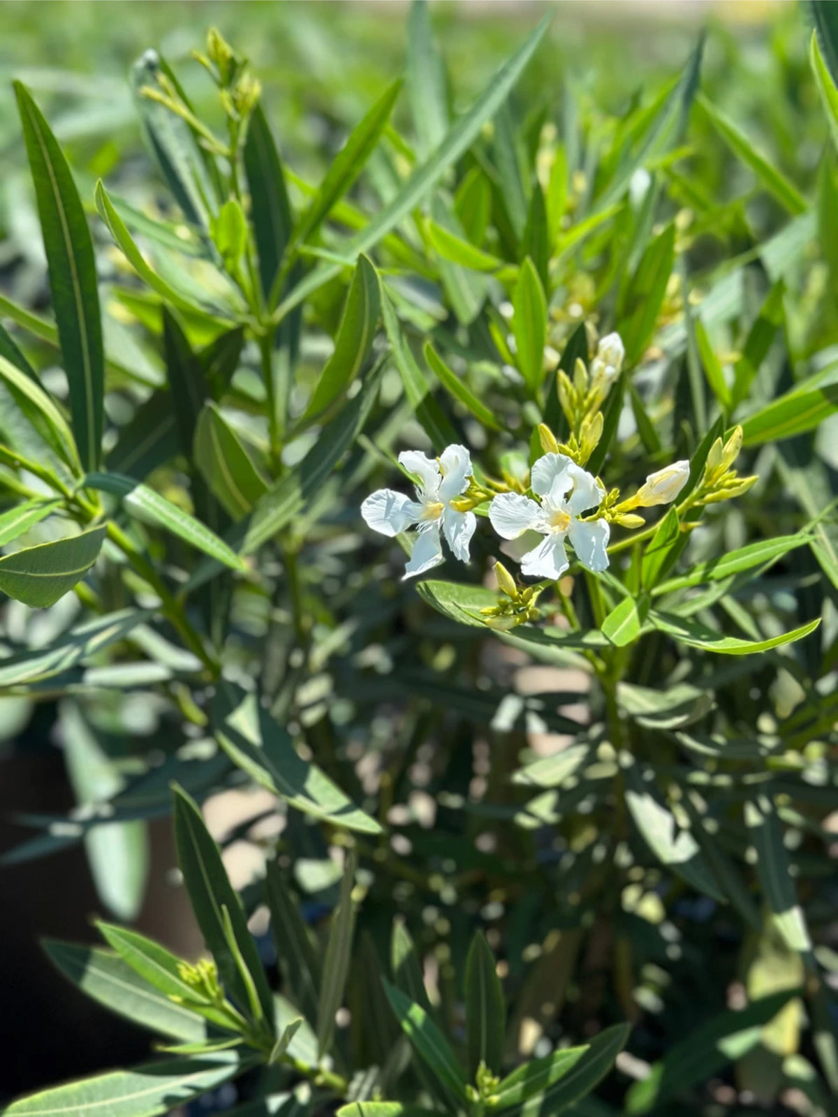 Nerium oleander 'Sister Agnes' (multi-stem form)