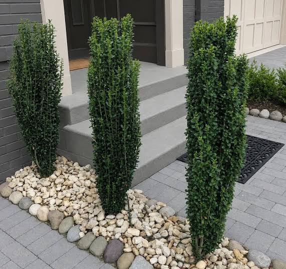 Ilex crenata 'Sky Pencil'