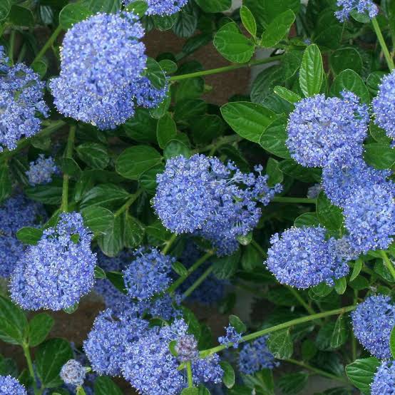 Ceanothus 'Skylark'