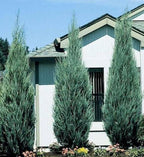 Juniperus scopulorum 'Skyrocket' (column form)
