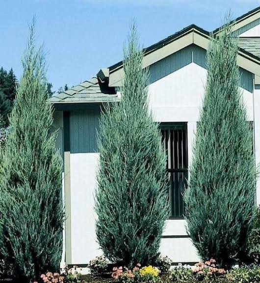 Juniperus scopulorum 'Skyrocket' (column form)