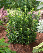 Euonymus japonicus 'Microphyllus'