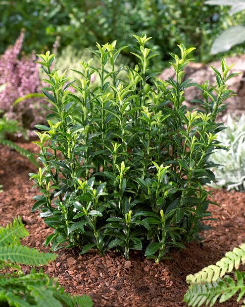 Euonymus japonicus 'Microphyllus'