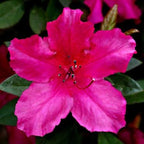 Azalea 'Southern Charm'