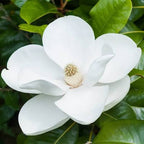 Magnolia grandiflora