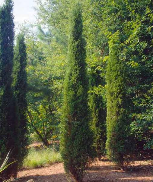 Juniperus chinensis 'Spartan' (column form)