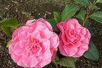 Camellia japonica 'Spellbound'