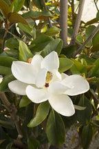 Magnolia grandiflora 'St. Mary' (standard form)