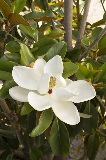 Magnolia grandiflora 'St. Mary' (standard form)