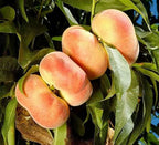 Prunus persica 'Stark Saturn'