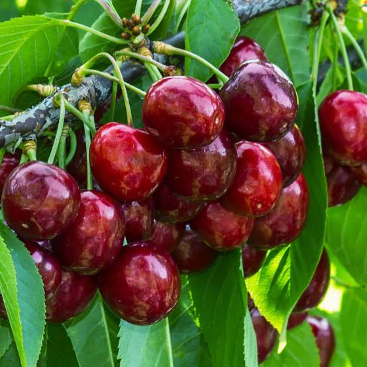 Prunus avium 'Stella'