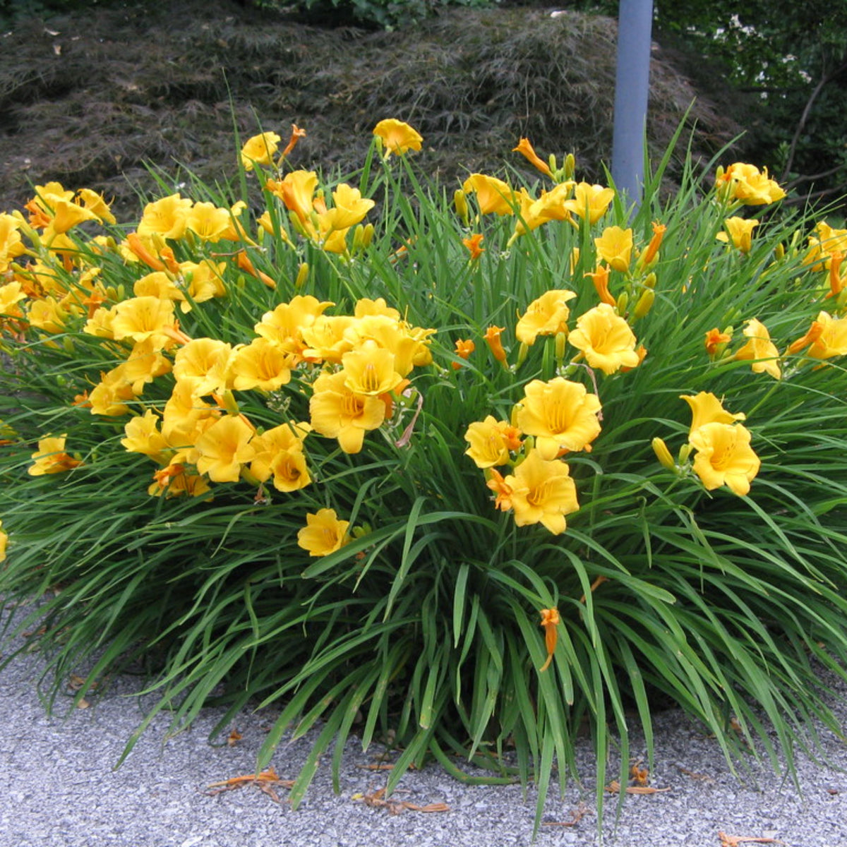 Hemerocallis 'Stella de Oro'