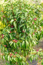 Magnolia 'Stellar Ruby'