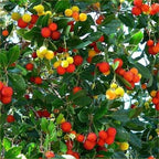 Arbutus unedo (multi-stem form)