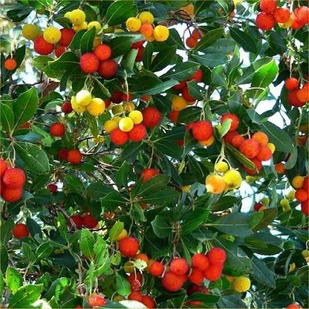 Arbutus unedo (multi-stem form)